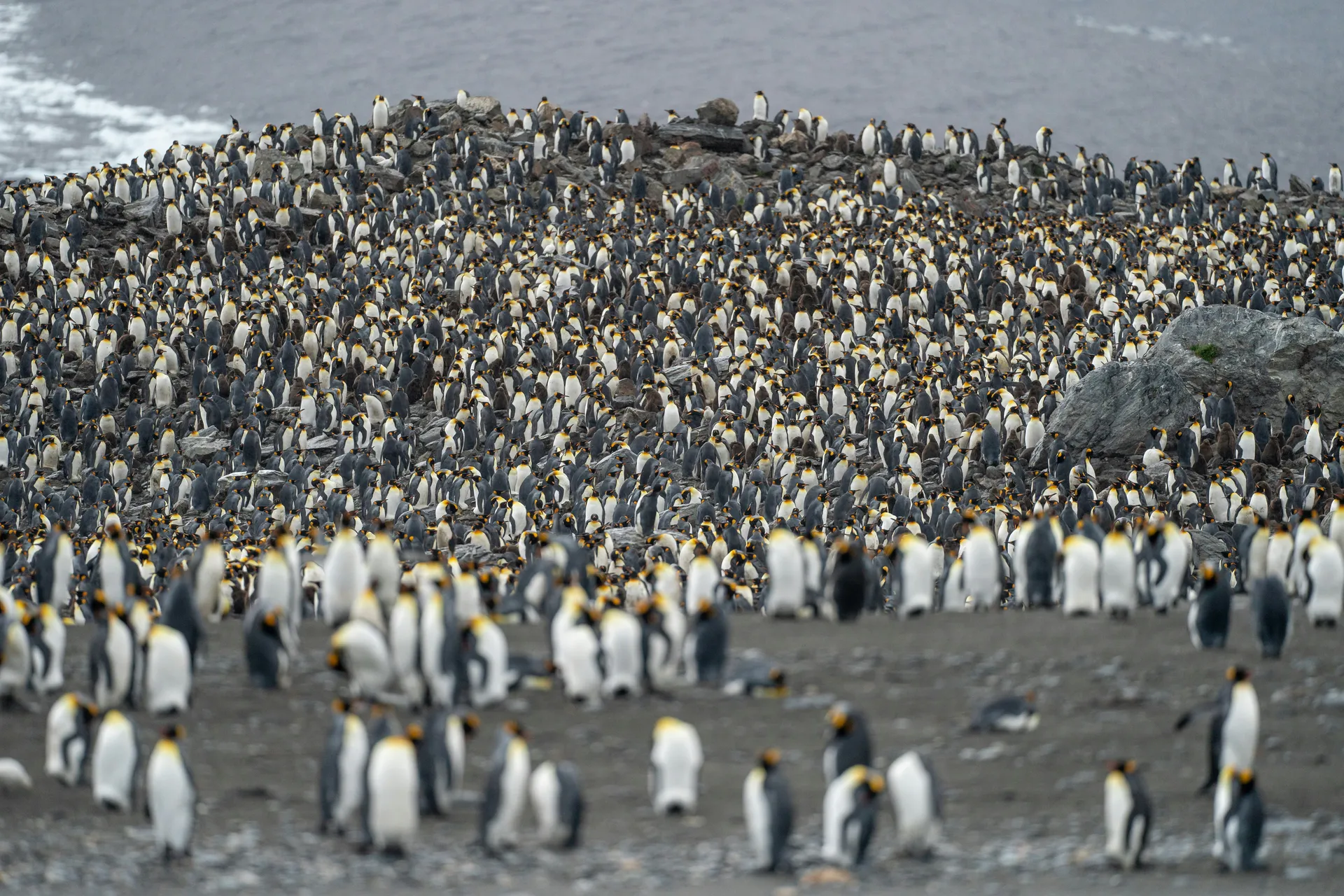 A large colony of king penguins on a rocky shore, with many penguins gathered together and some scattered in the background.